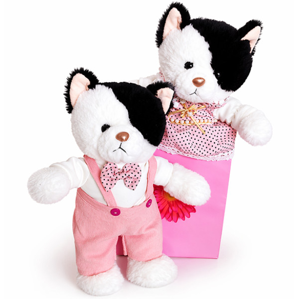 Cute cat